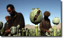 Heroin Opium Production
