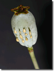 Heroin Opium Poppy Plant
